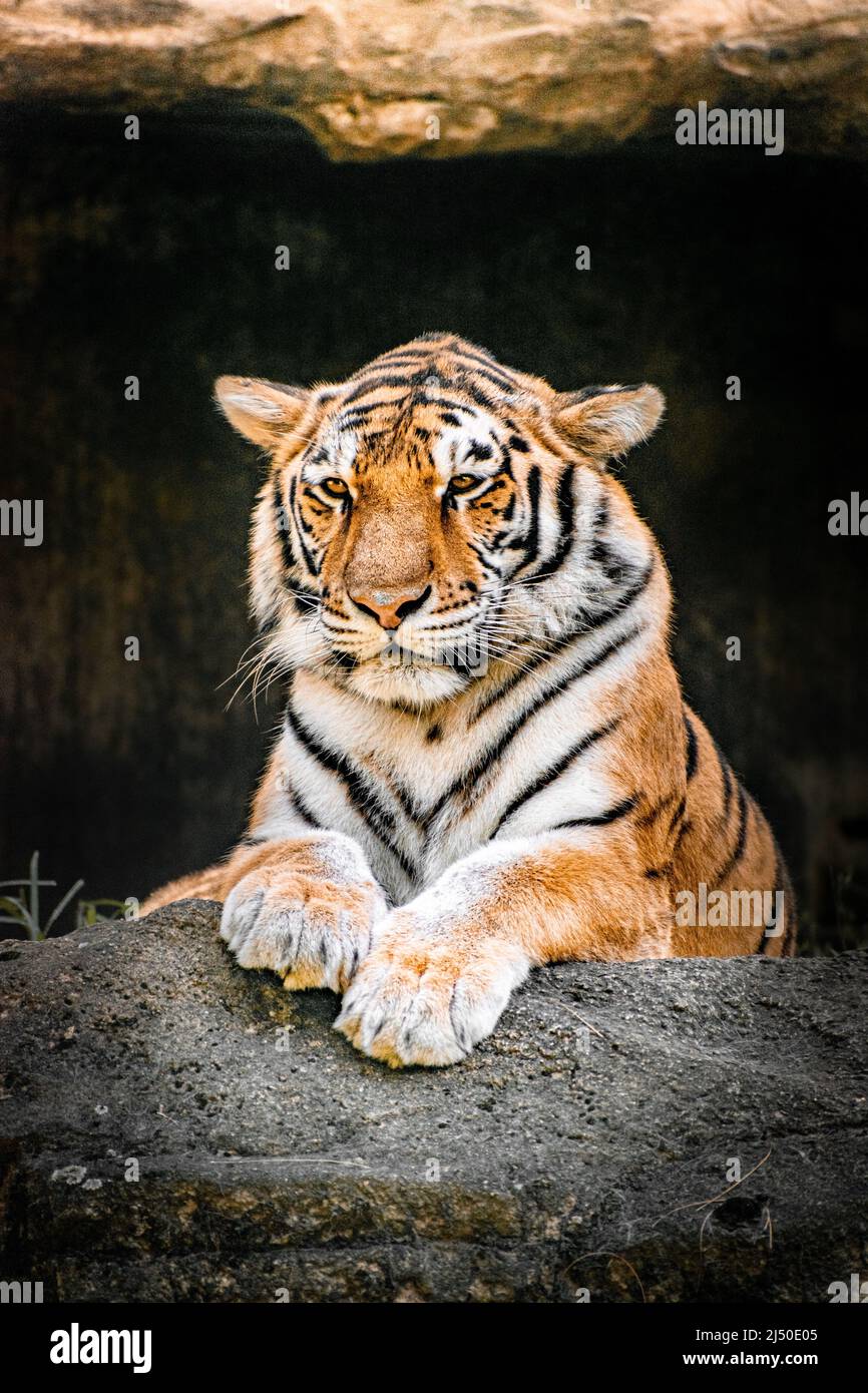 Un tigre d'Amour regardant la caméra lors d'une chaude journée de printemps Banque D'Images