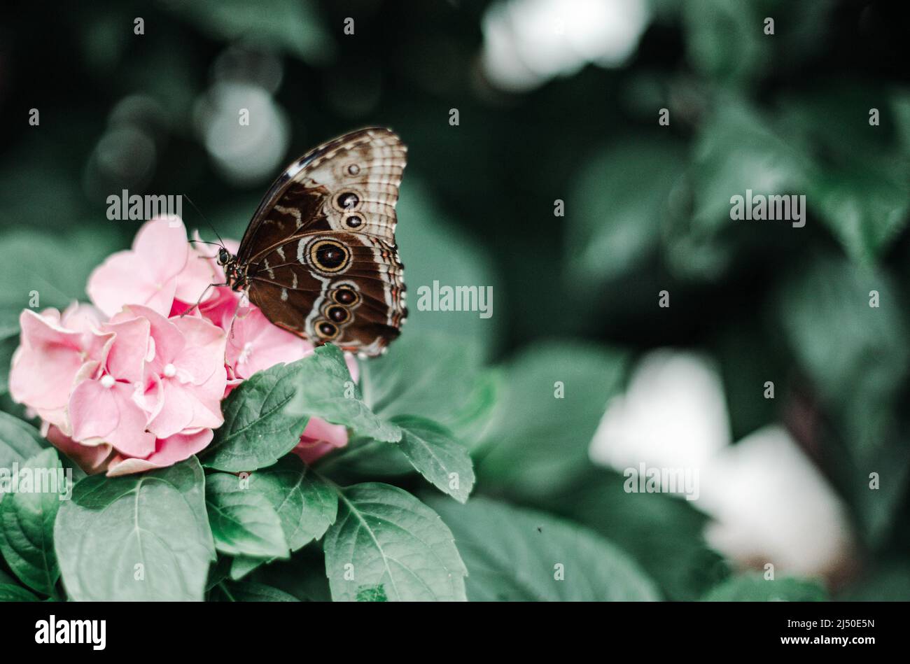 Un papillon tropical avec des ailes étalées Banque D'Images