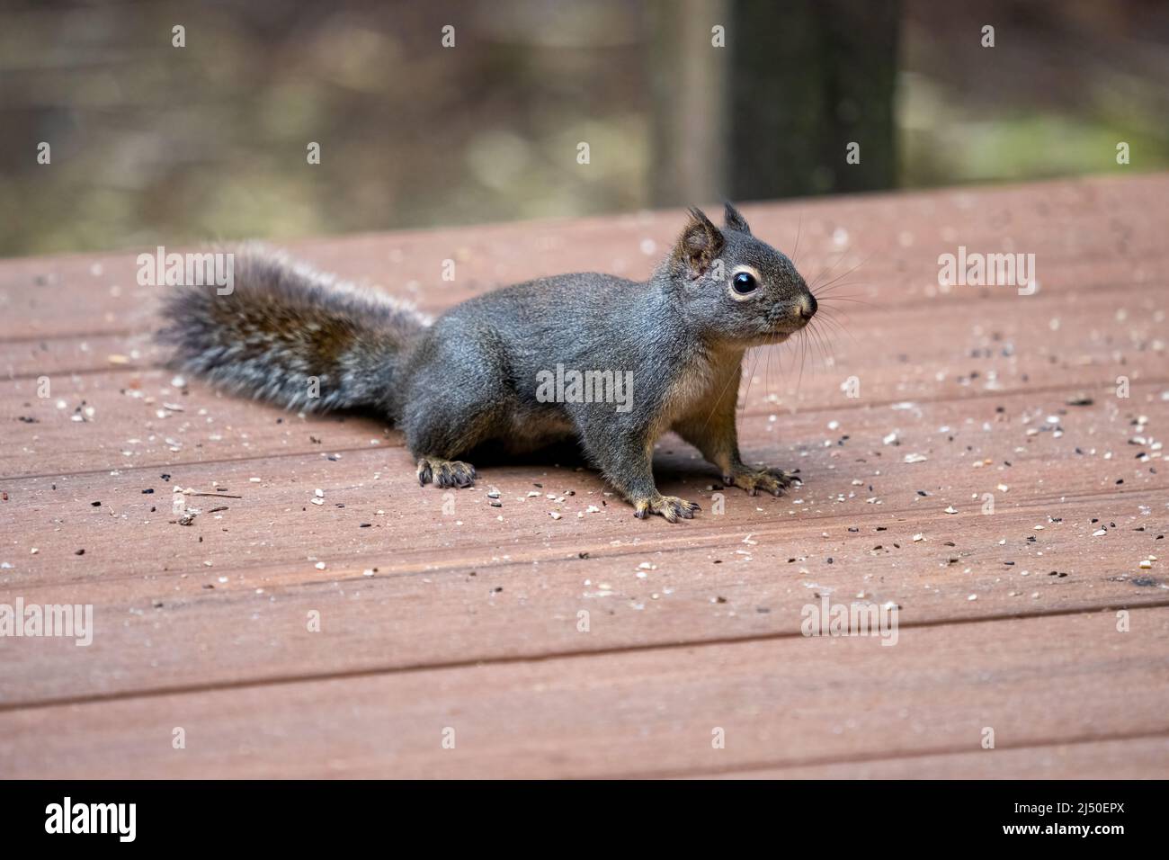 Issaquah, Washington, États-Unis. Douglas Squirrel sur un pont recouvert de graines d'oiseau Banque D'Images