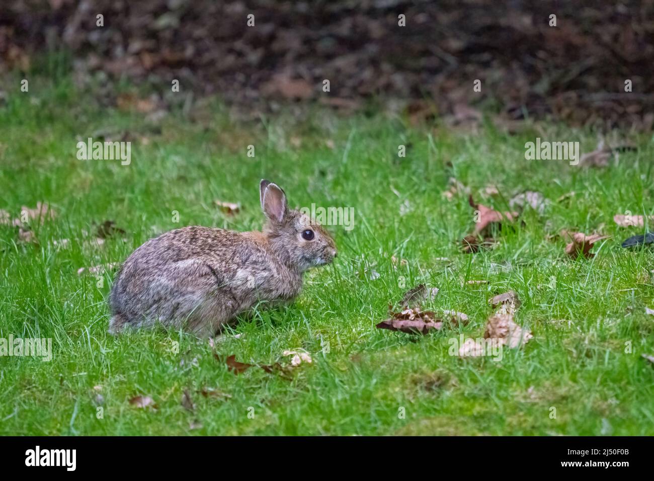 Issaquah, Washington, États-Unis. Badigeonner le lapin dans une cour résidentielle. Banque D'Images