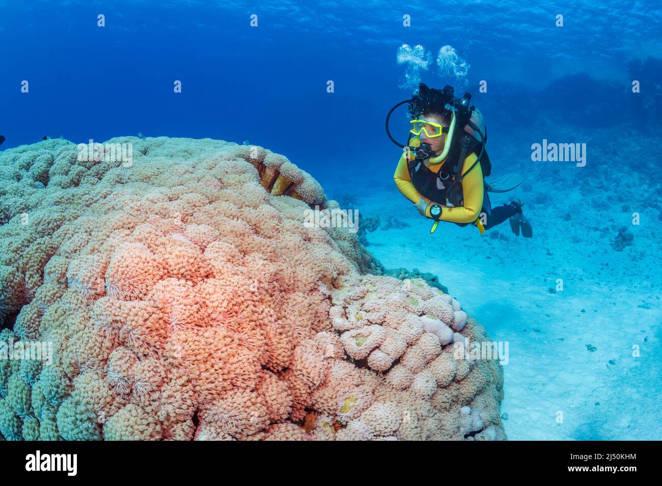 Exploration sous l'eau. Une femme plonge sur un récif tropical avec un fond bleu et de beaux coraux. Banque D'Images