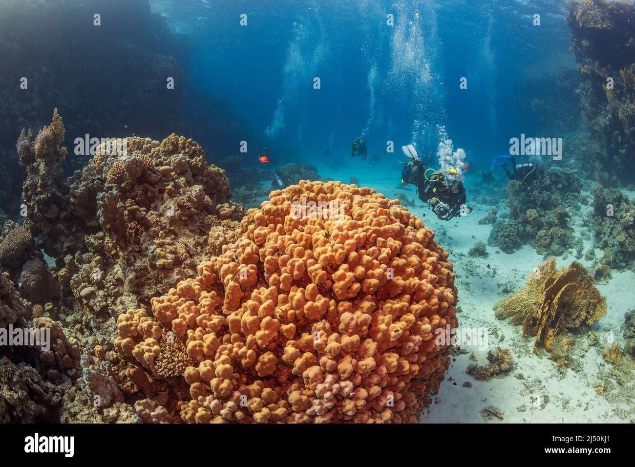 Exploration sous-marine. Les plongeurs plongent sur un récif tropical avec un fond bleu et de beaux coraux. Banque D'Images