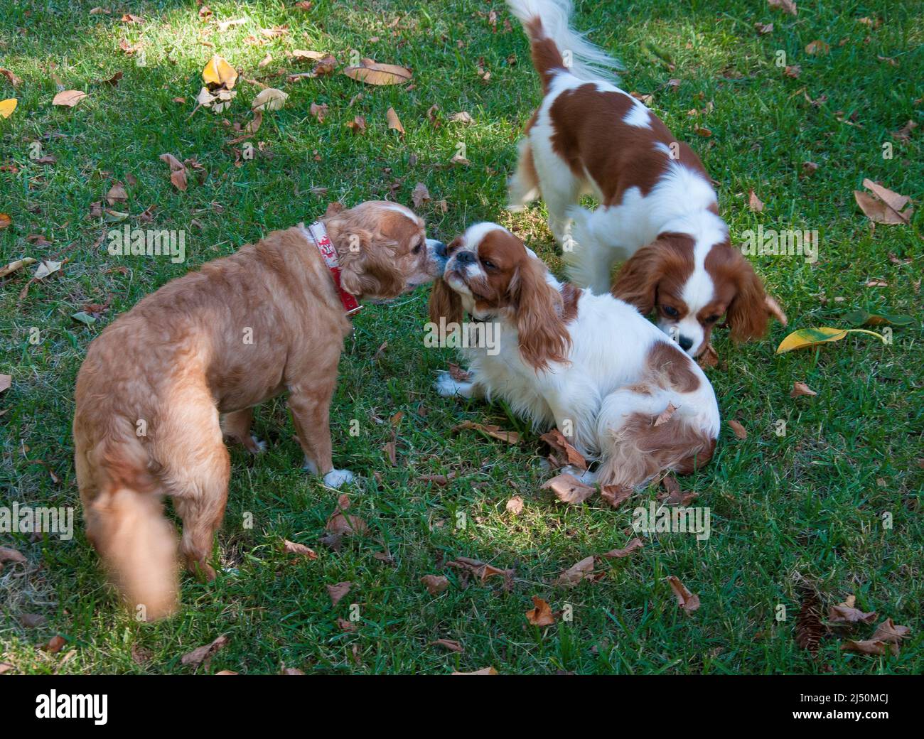 King Charles Spaniel en interaction avec deux cavalier King Charles Spaniels Banque D'Images