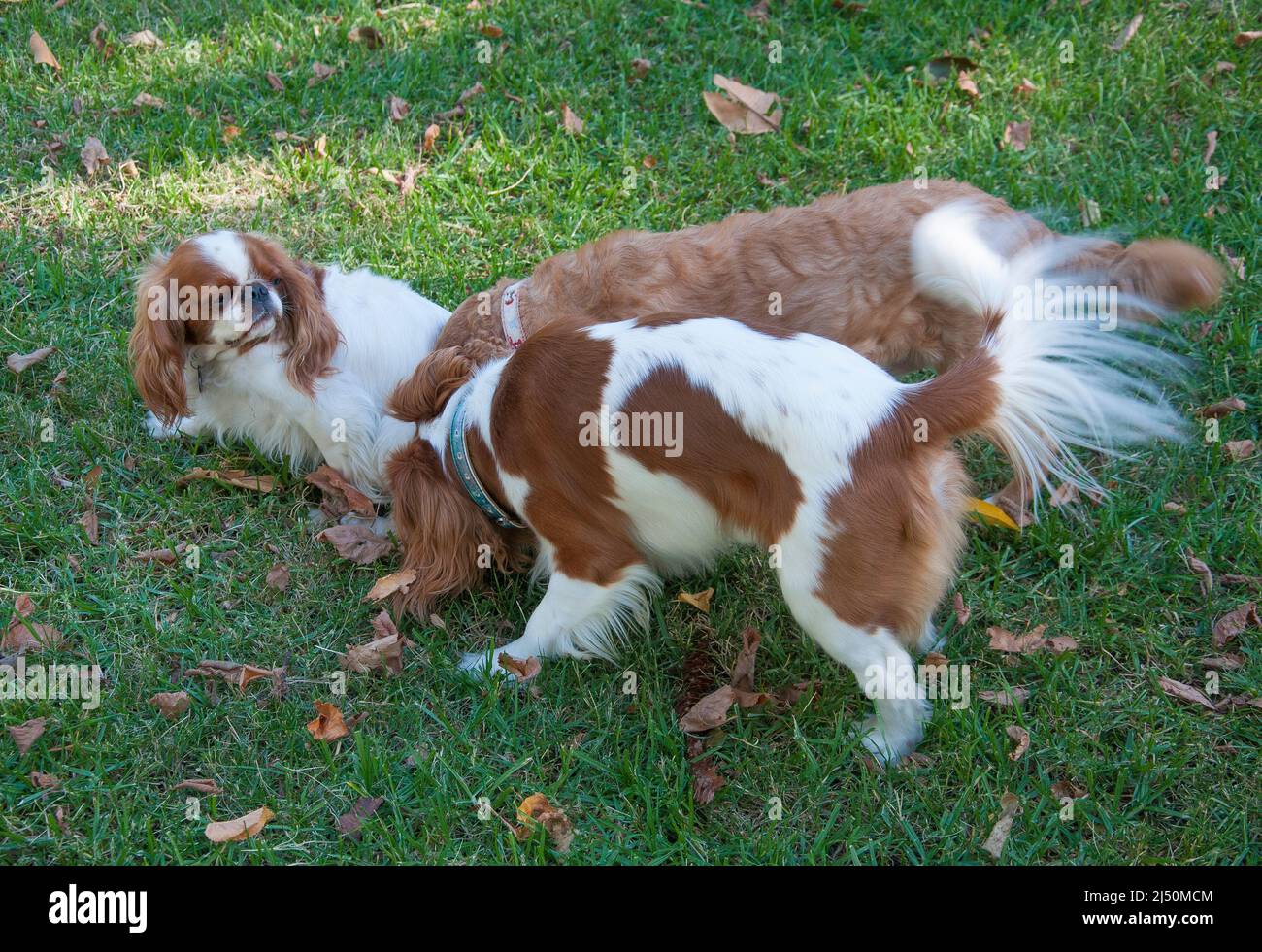 King Charles Spaniel en interaction avec deux cavalier King Charles Spaniels Banque D'Images
