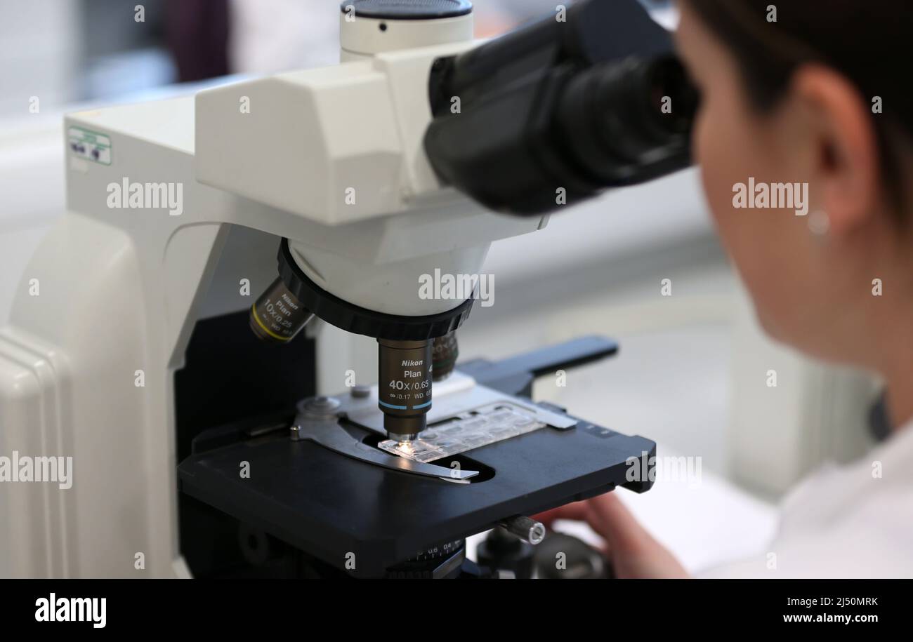 Photo de dossier datée du 09/05/13 d'une vue générale d'une femme utilisant un microscope, comme un excès de poids double presque le risque d'une femme de développer un cancer de l'utérus, de nouvelles recherches suggèrent. Banque D'Images