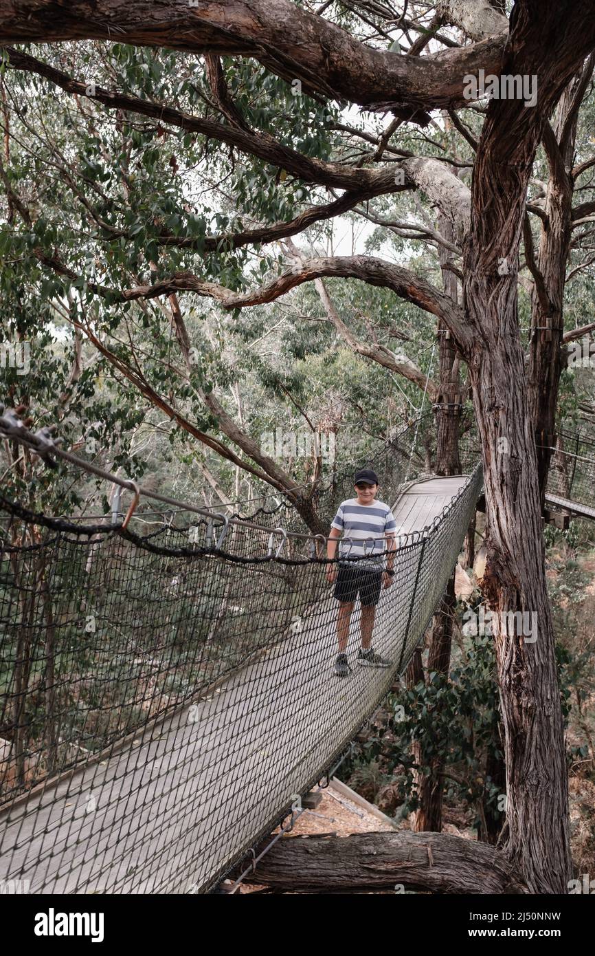 Un garçon caucasien explorant dans le Bush australien sauvage debout sur un pont suspendu entouré d'eucalyptus Banque D'Images