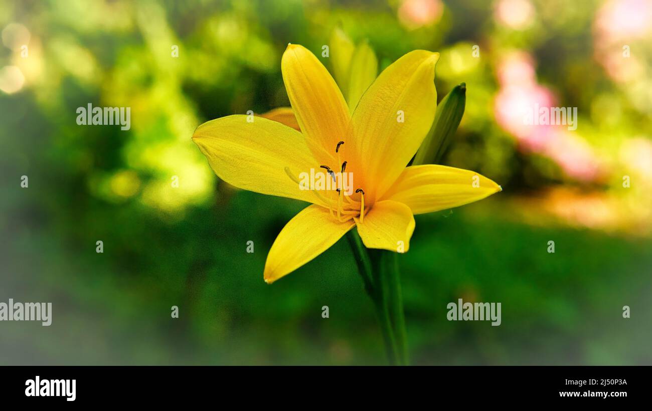 magnifique nénuphar jaune avec beau bokeh. Les feuilles vertes complètent l'harmonie des couleurs. Photos de fleurs. Photo de la nature. Banque D'Images