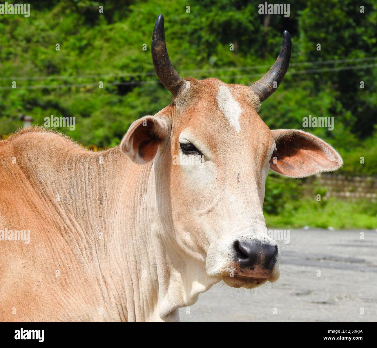 Gros plan d'une vache indienne haryanvi avec des cornes et un timbre blanc sur le front. Banque D'Images