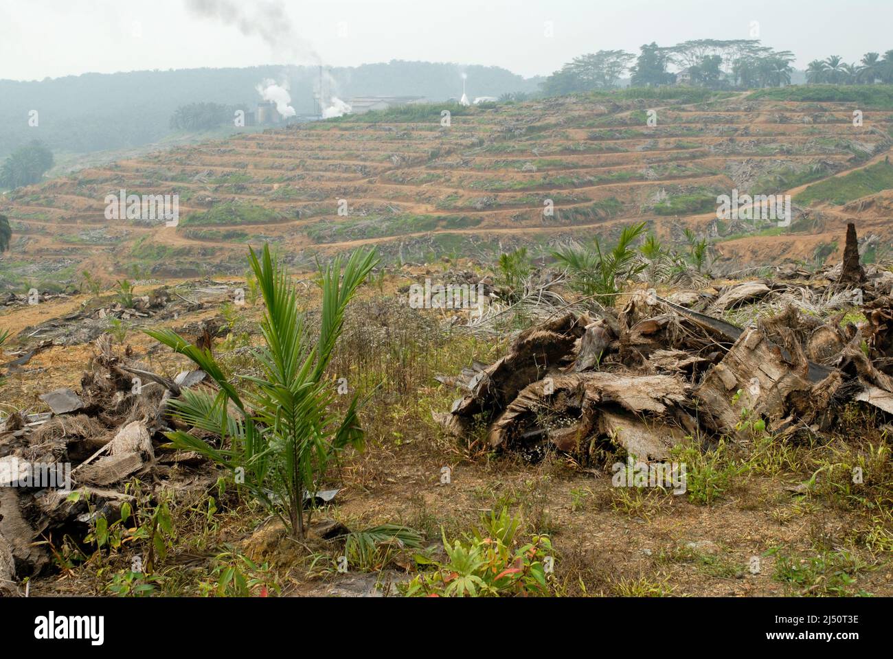 Terrain dégagé pour une plantation d'huile de palme dans le centre de Sabah avec usine de transformation en arrière-plan. Banque D'Images
