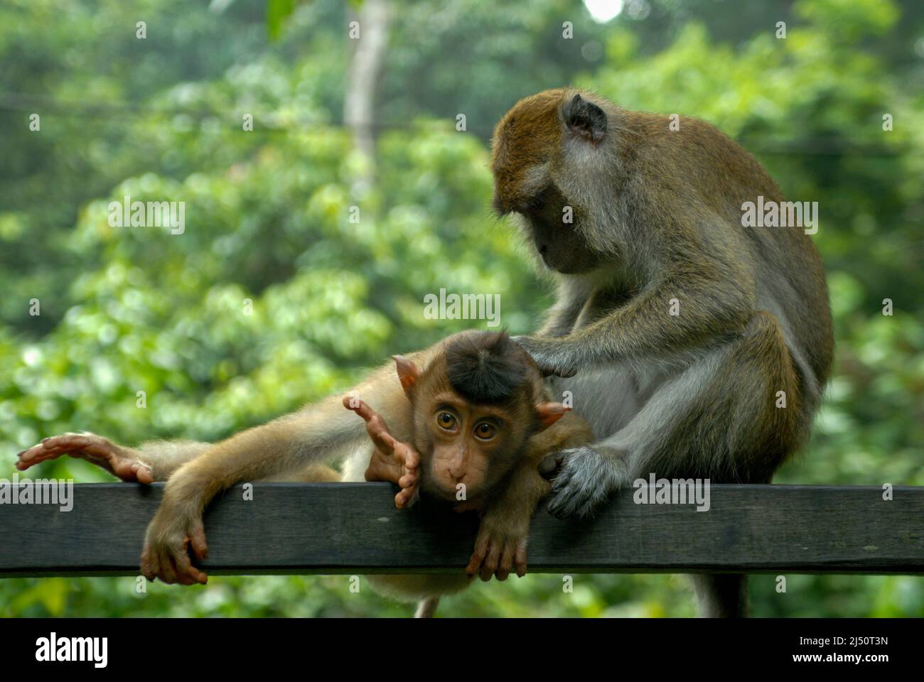 Toilettage des macaques au Centre de réadaptation Sepilok Orangutan. Banque D'Images