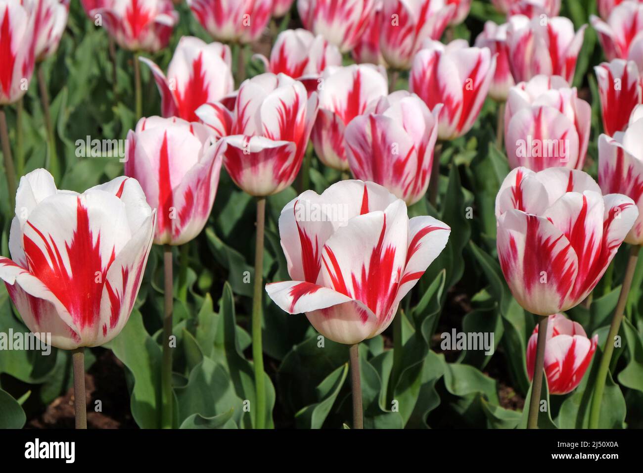 Tulipe ÔRaspberry RippleÕ en fleur Banque D'Images