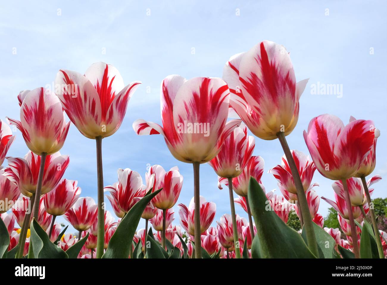 Tulipe ÔRaspberry RippleÕ en fleur Banque D'Images
