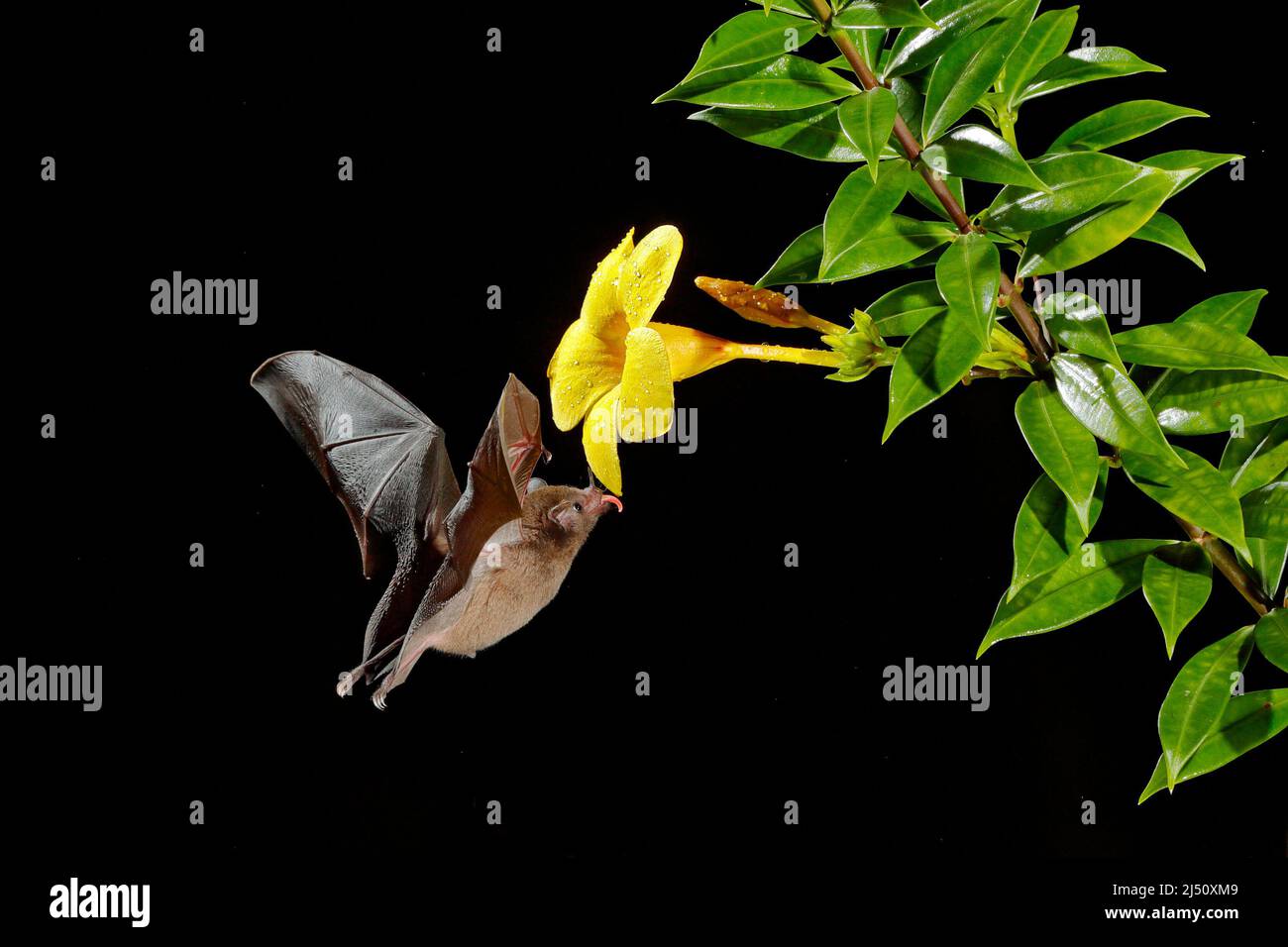 Chauve-souris à nectar orange, Lonchophylla robusta, chauve-souris volante la nuit sombre. Animal nocturne en mouche avec fleur jaune. Scène d'action de la faune tropicale Banque D'Images