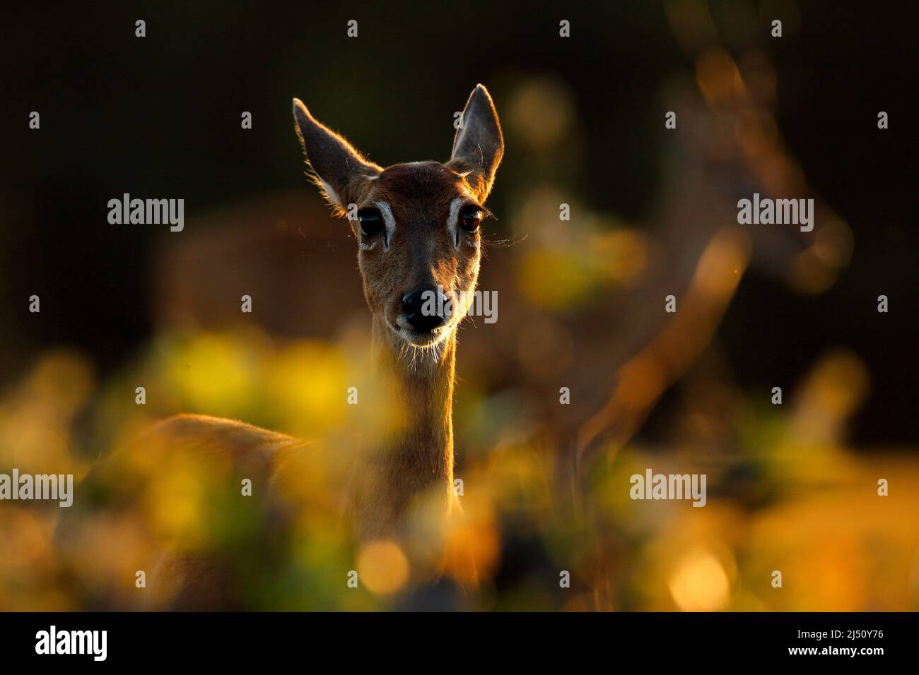 Portrait de cerf rétro-lumineux en soirée. Pampas Deer, Ozotoceros bezoarticus, assis dans l'herbe verte, Pantanal, Brésil. Scène sauvage de la nature. Cerf, Banque D'Images