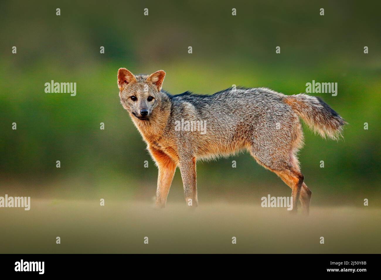 Renard crabes, cerdocyon thous, renard forestier, renard à bois ou Maikong. Chien sauvage dans l'habitat de la nature. Face au portrait de soirée. Wildlige, Pantanal, Brésil. Gree Banque D'Images