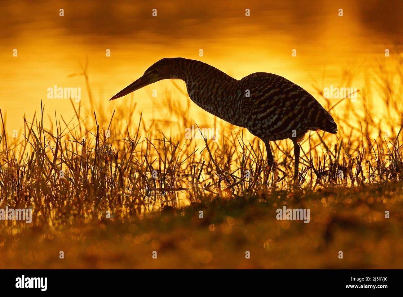 Heron et coucher de soleil jaune orangé. Soleil du soir, tigre-héron ruféescent, Tigrisoma lineatum, oiseau mouttelé avec rétro-éclairage du soir, dans l'habitat naturel, Banque D'Images