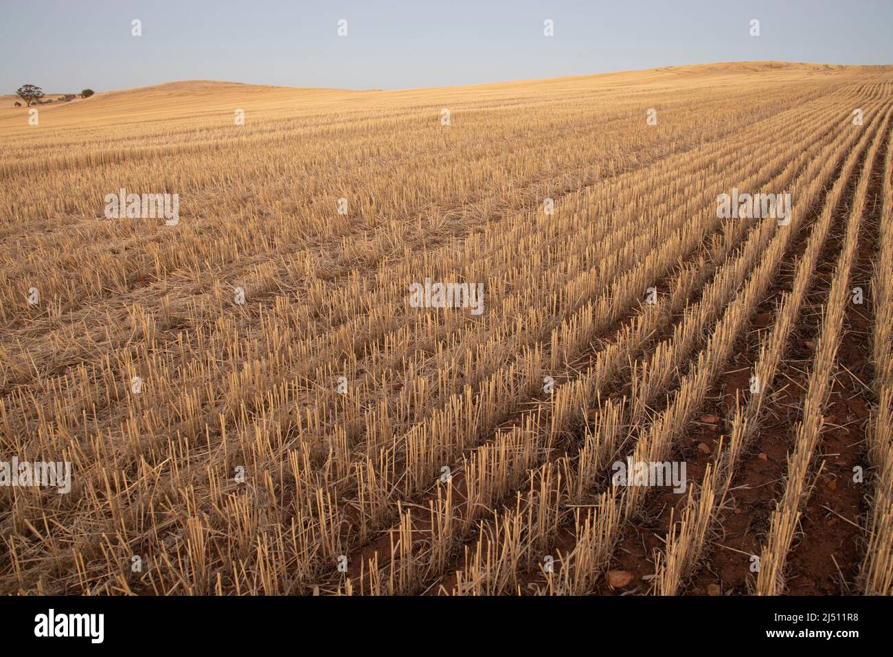 Rangées de blé après la récolte, au crépuscule. Banque D'Images