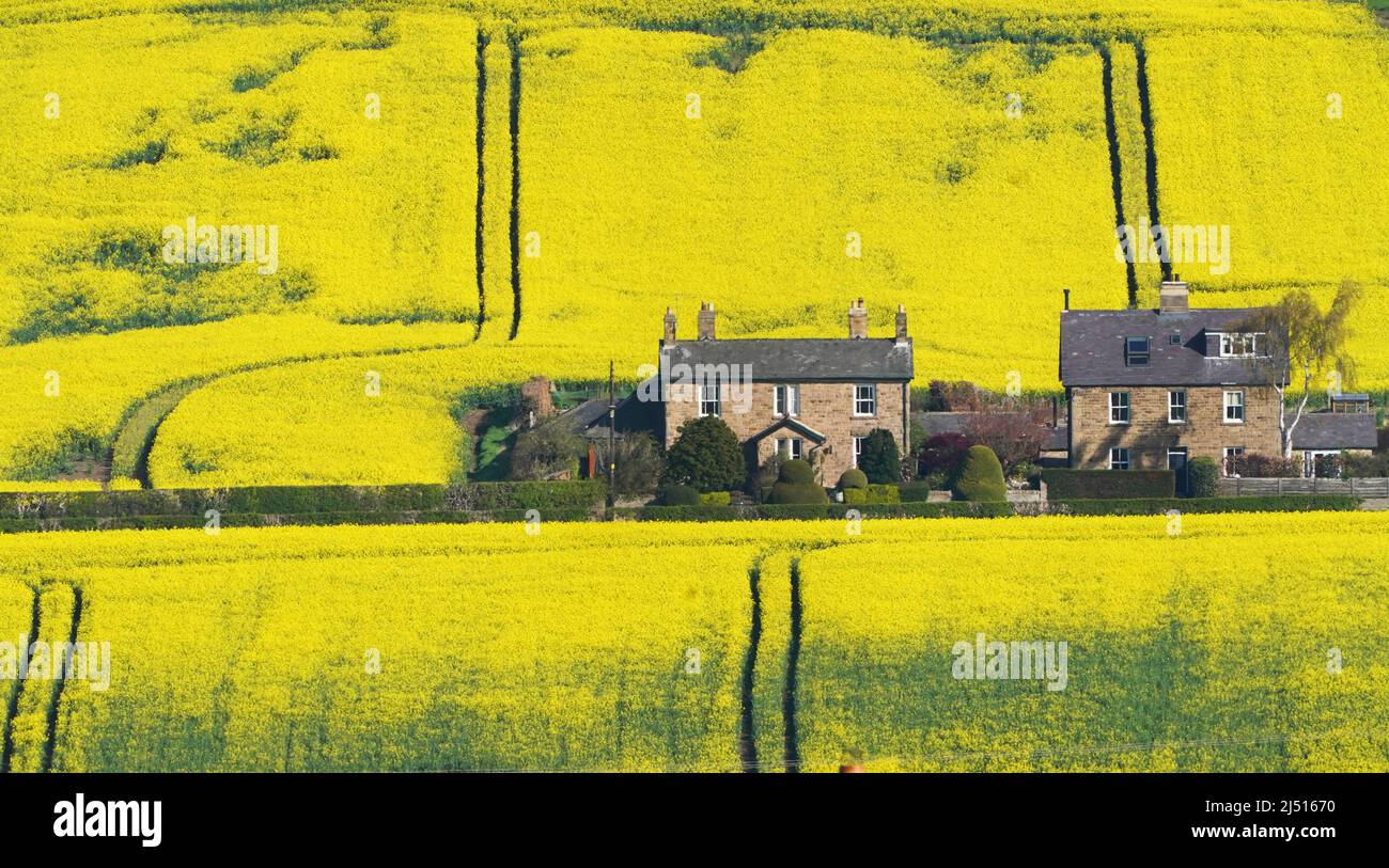 Les champs de graines oléagineuses deviennent jaunes lorsqu'ils entrent en fleur à Fourstones, dans le Northumberland. Date de la photo: Mardi 19 avril 2022. Le crédit photo devrait se lire: Owen Humphreys/PA Wire Banque D'Images
