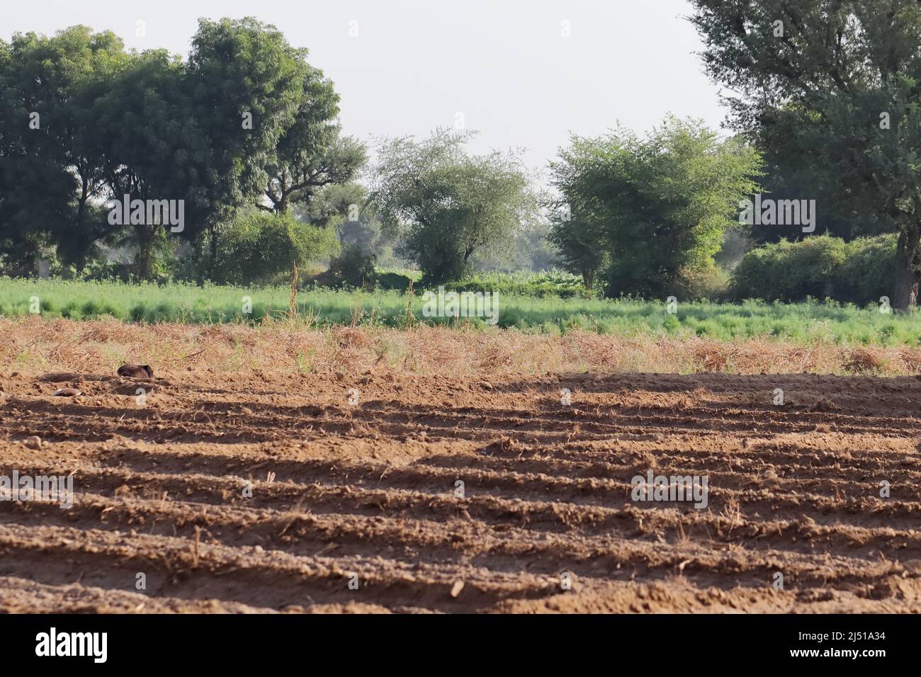 Gros plan paysage photo de la zone rurale de l'inde, Inde Banque D'Images
