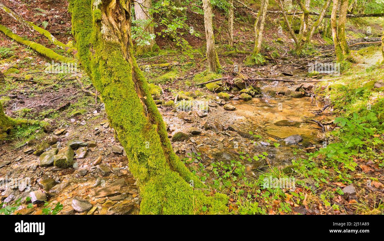 Forêt de hêtre, Sierra de la Demanda, Sistema Ibérico, zone protégée, la Rioja, Espagne, Europe Banque D'Images