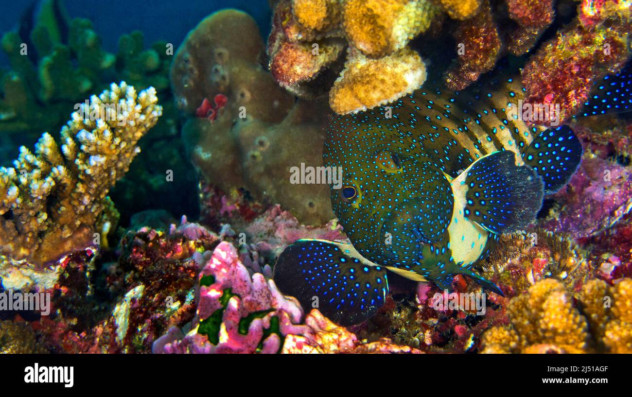 Morue de Peacock Rock, Cephalophalis argus, Coral Reef, Atoll d'Ari Sud, Maldives, Océan Indien, Asie Banque D'Images