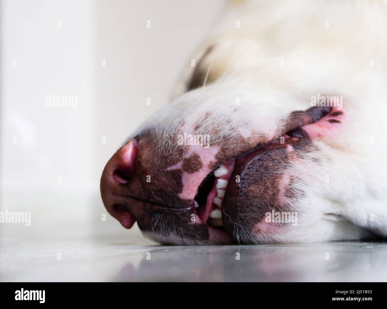 Gros plan du nez d'un chien blanc endormi avec les yeux fermés. Banque D'Images