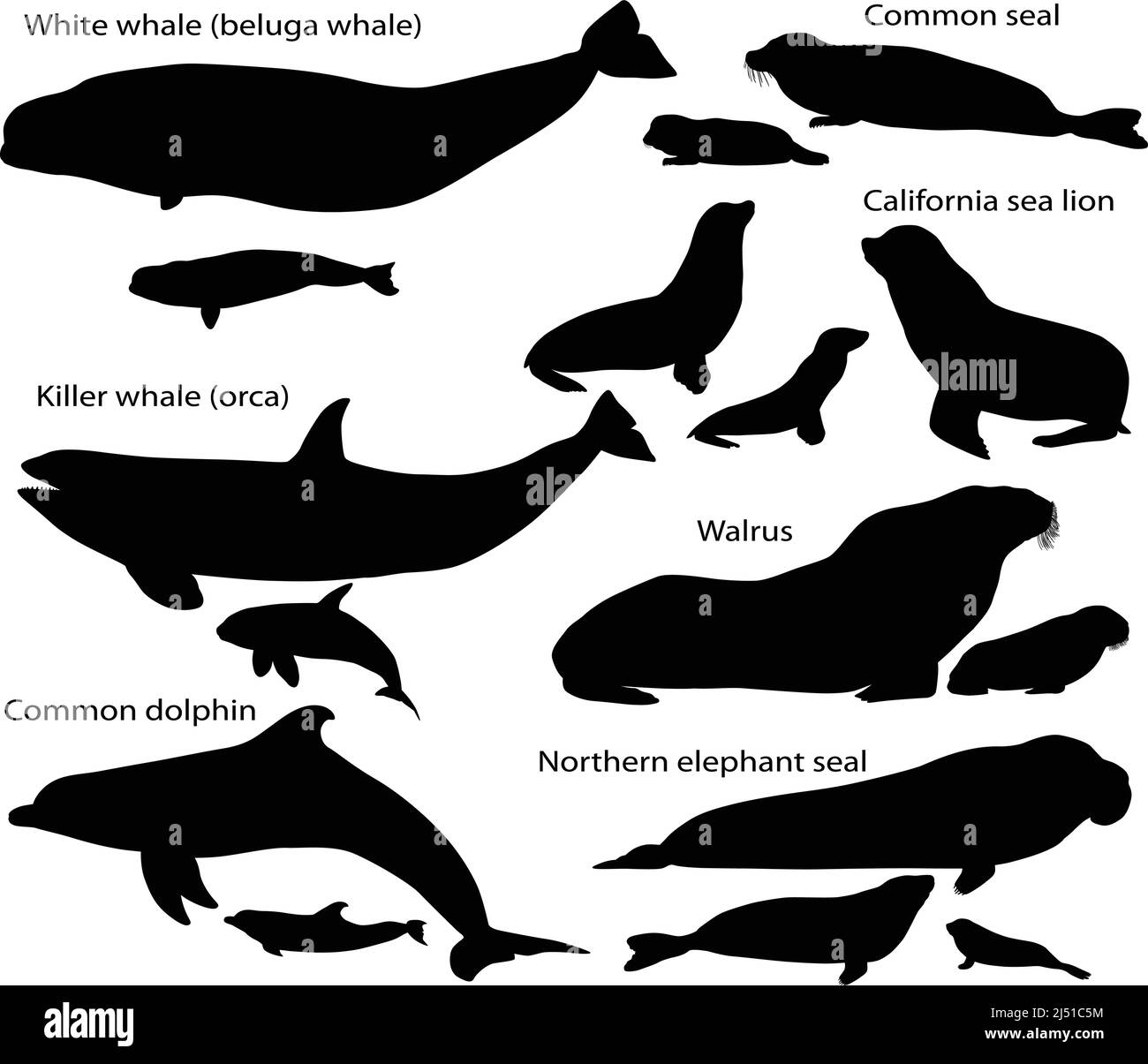 Collection de silhouettes de mammifères marins et de leurs petits : lion de mer, phoque commun, morse, phoque de l'éléphant du Nord, baleine blanche, orque, dauphin Illustration de Vecteur
