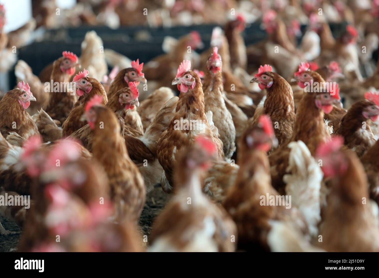 16 Mars 2022, Saxe-Anhalt, Cattenstedt: Les poules pondeuses sont en mouvement avant la sortie vers la zone extérieure dans la soi-disant chambre froide de coutres une sorte de 'jardin d'hiver'. Dans la cour de poulet, construite en 2017, 10 000 œufs biologiques sont produits quotidiennement. À cette fin, 12 000 poules sont logées sur le site de huit hectares dans un total de deux halls et quatre granges. Environ 100 pour cent des oeufs sont vendus en tant que produits biologiques régionaux en Saxe-Anhalt et aussi à la ferme. La demande d'oeufs biologiques augmente chaque année et se situe actuellement à 12 pour cent en Allemagne. Photo: Matthias Bein/dpa-Zentralbild/ZB Banque D'Images