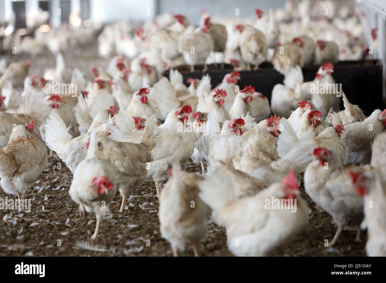 16 Mars 2022, Saxe-Anhalt, Cattenstedt: Les poules pondeuses sont en mouvement avant la sortie vers la zone extérieure dans la soi-disant chambre froide de coutres une sorte de 'jardin d'hiver'. Dans la cour de poulet, construite en 2017, 10 000 œufs biologiques sont produits quotidiennement. À cette fin, 12 000 poules sont logées sur le site de huit hectares dans un total de deux halls et quatre granges. Environ 100 pour cent des oeufs sont vendus en tant que produits biologiques régionaux en Saxe-Anhalt et aussi à la ferme. La demande d'oeufs biologiques augmente chaque année et se situe actuellement à 12 pour cent en Allemagne. Photo: Matthias Bein/dpa-Zentralbild/ZB Banque D'Images