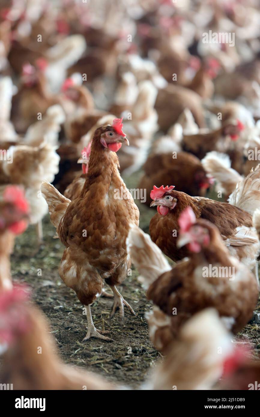 16 Mars 2022, Saxe-Anhalt, Cattenstedt: Les poules pondeuses sont en mouvement avant la sortie vers la zone extérieure dans la soi-disant chambre froide de coutres une sorte de 'jardin d'hiver'. Dans la cour de poulet, construite en 2017, 10 000 œufs biologiques sont produits quotidiennement. À cette fin, 12 000 poules sont logées sur le site de huit hectares dans un total de deux halls et quatre granges. Environ 100 pour cent des oeufs sont vendus en tant que produits biologiques régionaux en Saxe-Anhalt et aussi à la ferme. La demande d'oeufs biologiques augmente chaque année et se situe actuellement à 12 pour cent en Allemagne. Photo: Matthias Bein/dpa-Zentralbild/ZB Banque D'Images