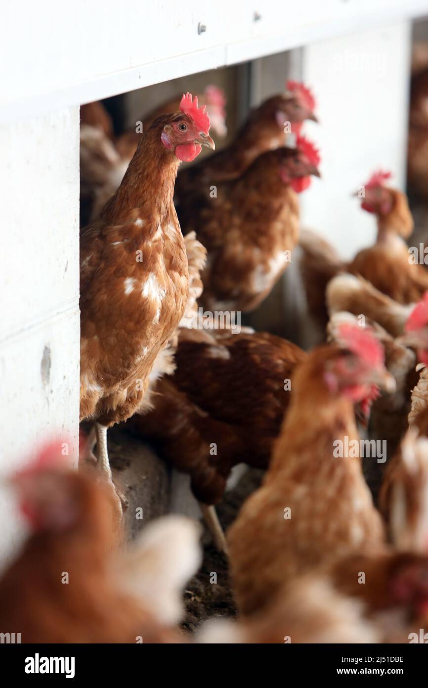 16 Mars 2022, Saxe-Anhalt, Cattenstedt: Les poules pondeuses sont en mouvement avant la sortie vers la zone extérieure dans la soi-disant chambre froide de coutres une sorte de 'jardin d'hiver'. Dans la cour de poulet, construite en 2017, 10 000 œufs biologiques sont produits quotidiennement. À cette fin, 12 000 poules sont logées sur le site de huit hectares dans un total de deux halls et quatre granges. Environ 100 pour cent des oeufs sont vendus en tant que produits biologiques régionaux en Saxe-Anhalt et aussi à la ferme. La demande d'oeufs biologiques augmente chaque année et se situe actuellement à 12 pour cent en Allemagne. Photo: Matthias Bein/dpa-Zentralbild/ZB Banque D'Images