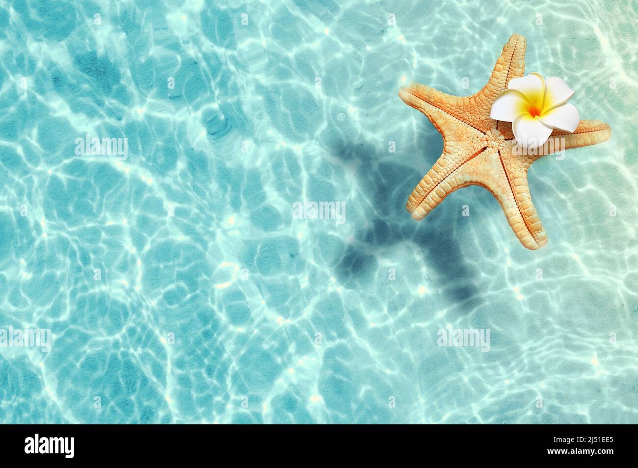 Étoiles de mer et fleurs sur la plage d'été en eau de mer.Arrière-plan d'été.Heure d'été. Banque D'Images