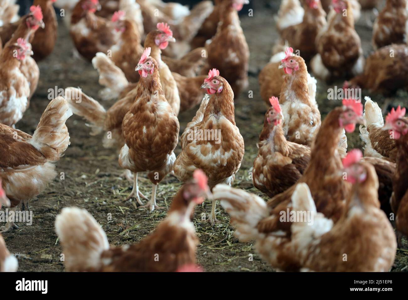 Cattenstedt, Allemagne. 16th mars 2022. Le matin, les poulets quittent les halls et ont beaucoup de courir sur le terrain. La ferme de poulet de Michael Häge, construite en 2017, produit environ 10 000 000 œufs biologiques par jour. À cette fin, 12 000 poulets sont logés sur le site de huit hectares dans un total de deux halls et quatre granges. Environ 100 pour cent des oeufs sont vendus en tant que produits biologiques régionaux en Saxe-Anhalt et aussi à la ferme. La demande d'oeufs biologiques augmente chaque année et se situe actuellement à 12 pour cent en Allemagne. Credit: Matthias Bein/dpa-Zentralbild/ZB/dpa/Alay Live News Banque D'Images