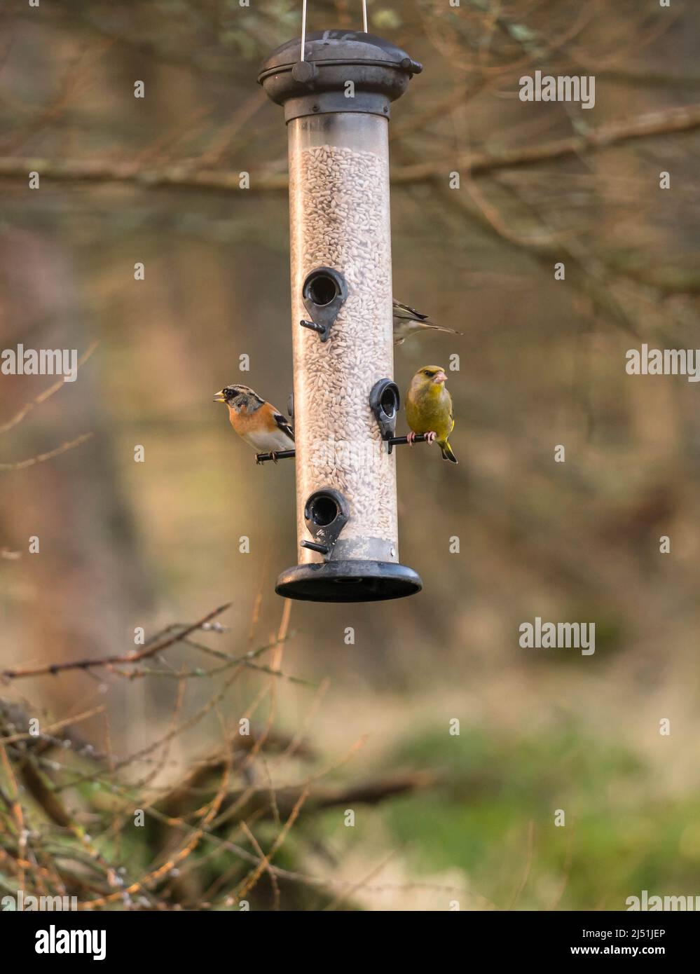 Brambling mâle (Fringilla montifringilla) et Siskin mâle (Carduelis spinus) sur le convoyeur. Perthshire Ecosse Royaume-Uni. Mars 2022. Banque D'Images