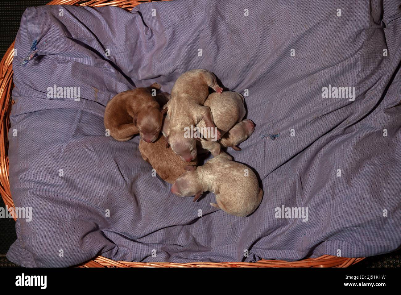 Gros plan de quelques heures de Poochon vieux (mélange Poodle & Bichon) chiots dormant dans un panier Banque D'Images