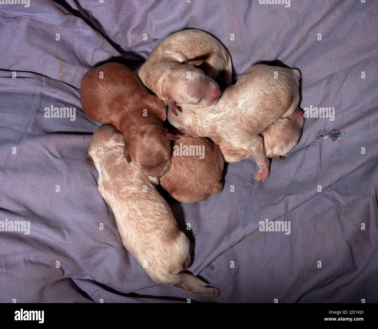 Gros plan de quelques heures de Poochon vieux (mélange Poodle & Bichon) chiots dormant dans un panier Banque D'Images