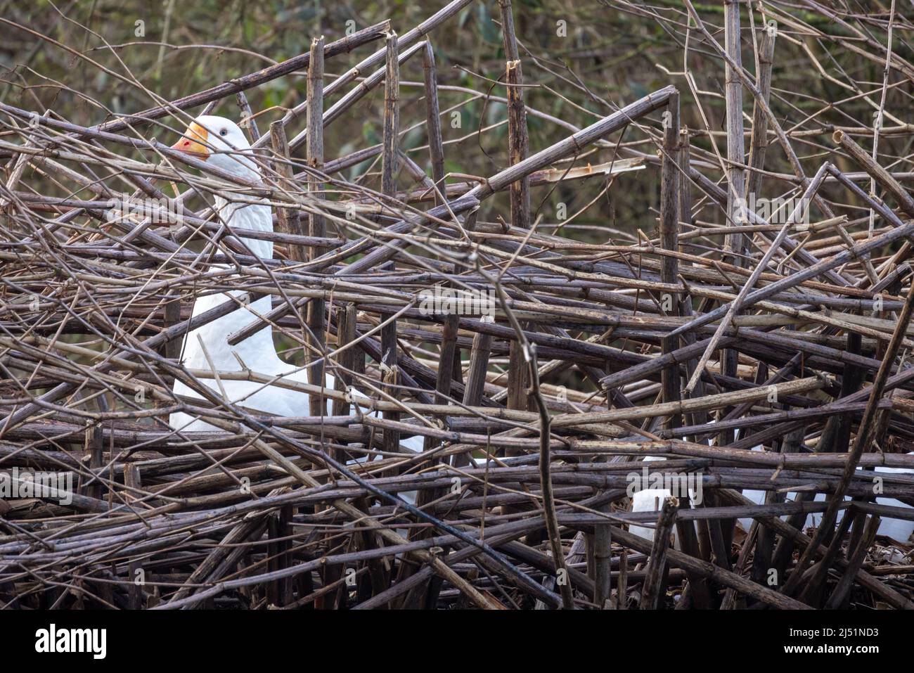 Oie blanche, anser, assise sur le sol, oeufs d'incubation dans son nid. Oiseau de ferme d'espèces de sauvagine. Photo de haute qualité Banque D'Images