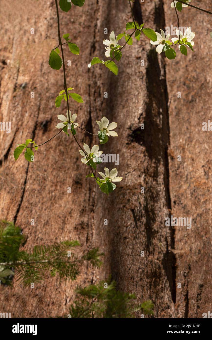 Le cornouiller du Pacifique (Cornus nuttallii) fleurit contre le tronc du séquoia (Sequoiadendron giganteum), parc d'État de Calaveras Big Trees, Californie, États-Unis Banque D'Images