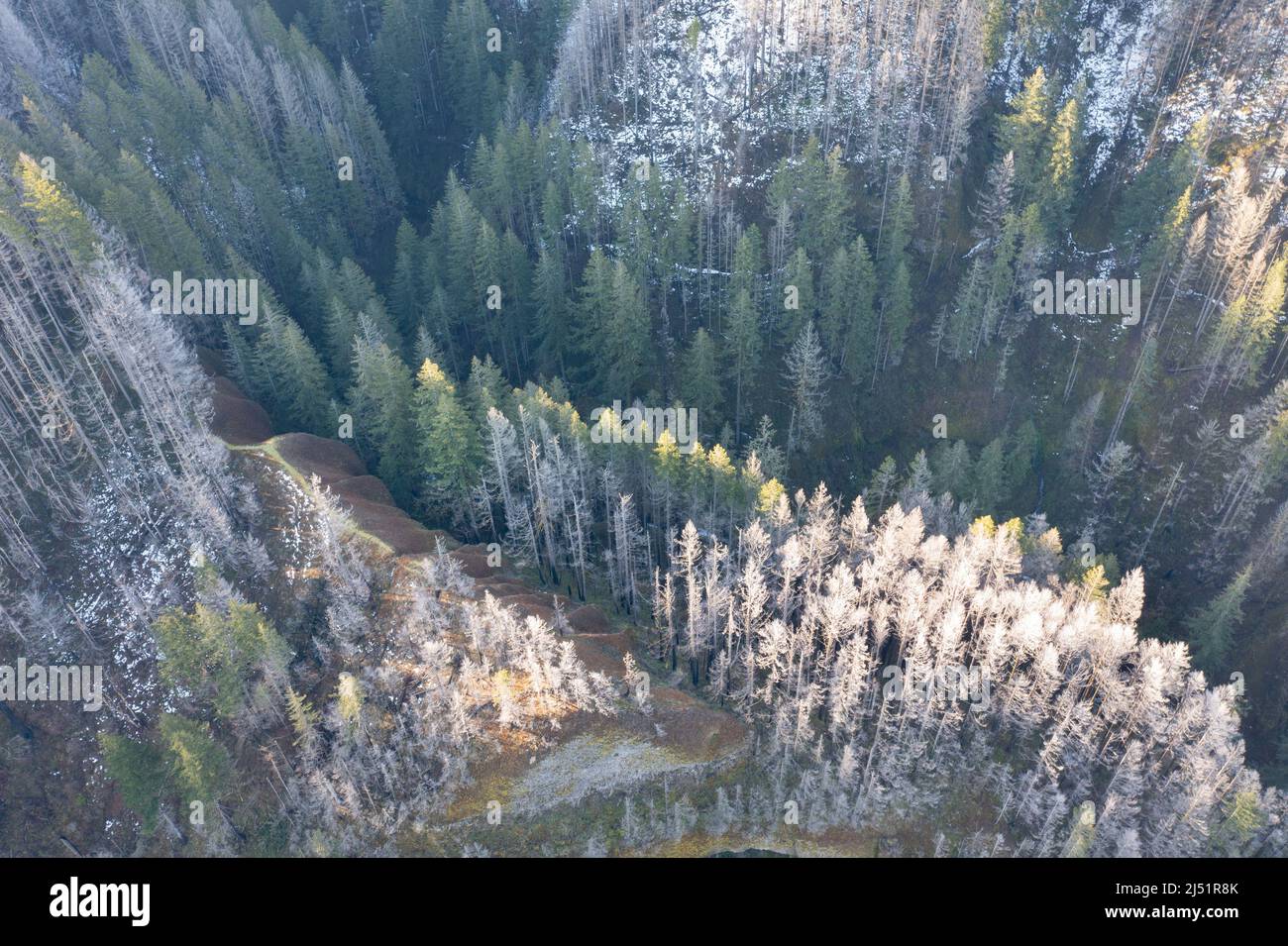 Une vue aérienne montre une forêt enneigée qui s'étend sur les collines et les canyons de la gorge du fleuve Columbia en Oregon. Banque D'Images
