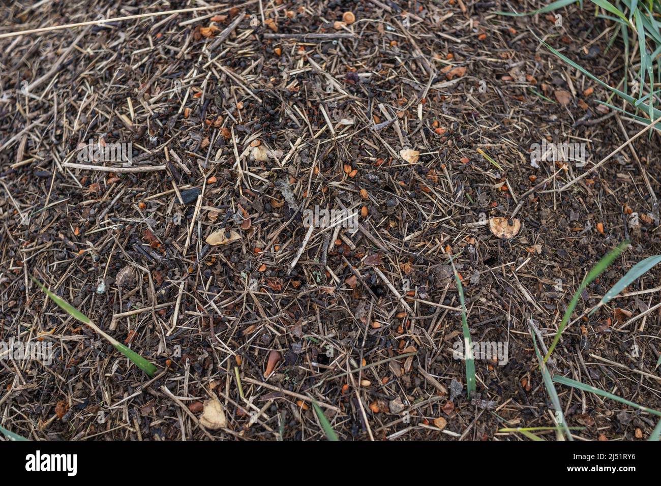 Bois Ant anthill. Gros plan de l'armée de fourmis rouges rampant dans le nid, fait de branches, de graines et de paille Banque D'Images