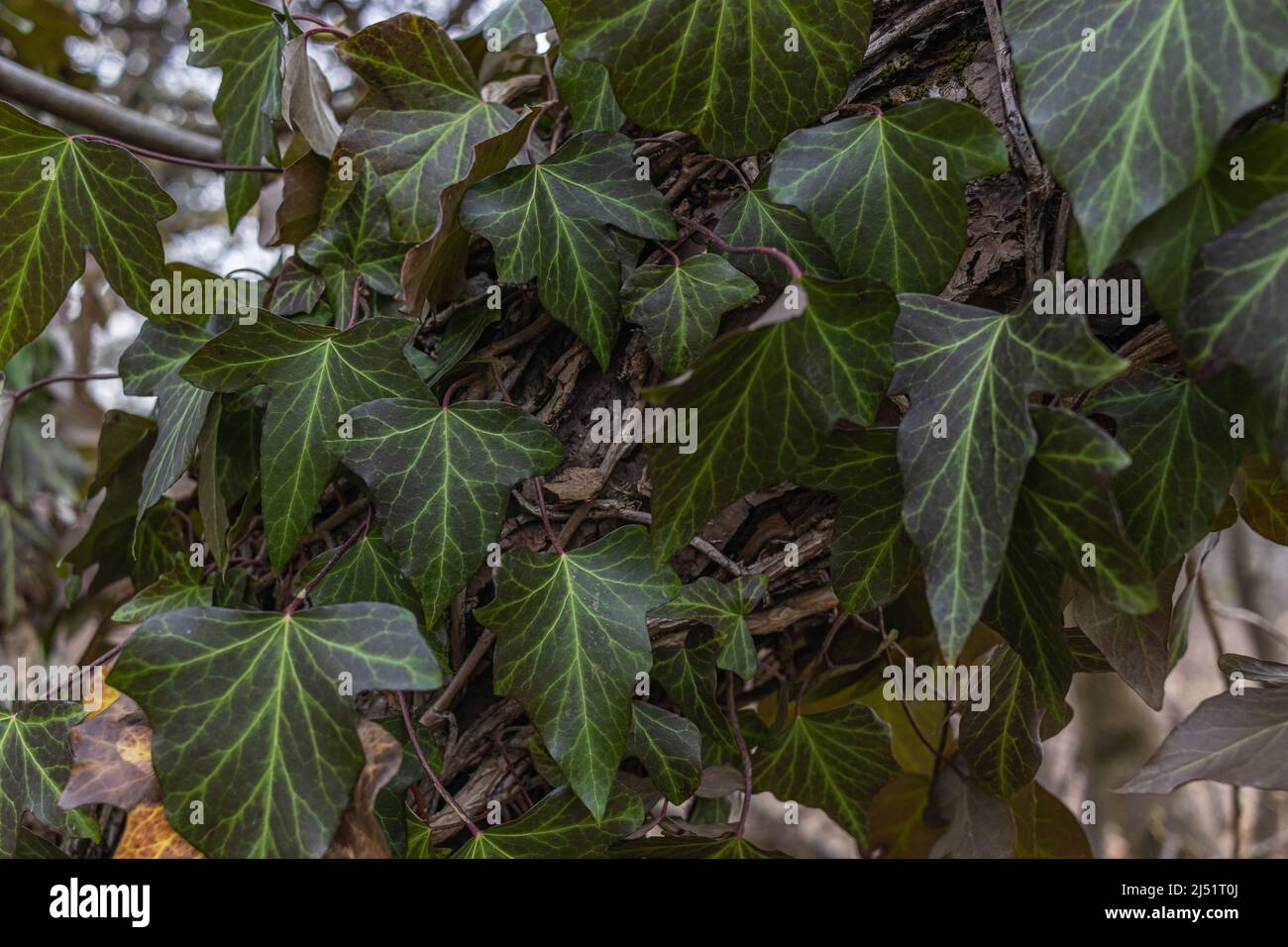 Ivy, Hedera Helix ou ivy européenne grimpant sur l'écorce d'un arbre. Gros plan Banque D'Images