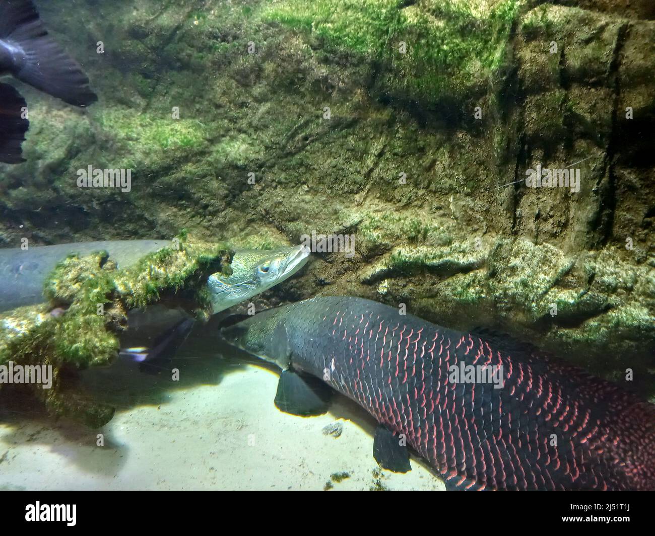 Arapaima-le plus grand poisson d'eau douce au monde. Une relique qui respire l'air de la terre. Où a été introduit, transformé en bête. Banque D'Images