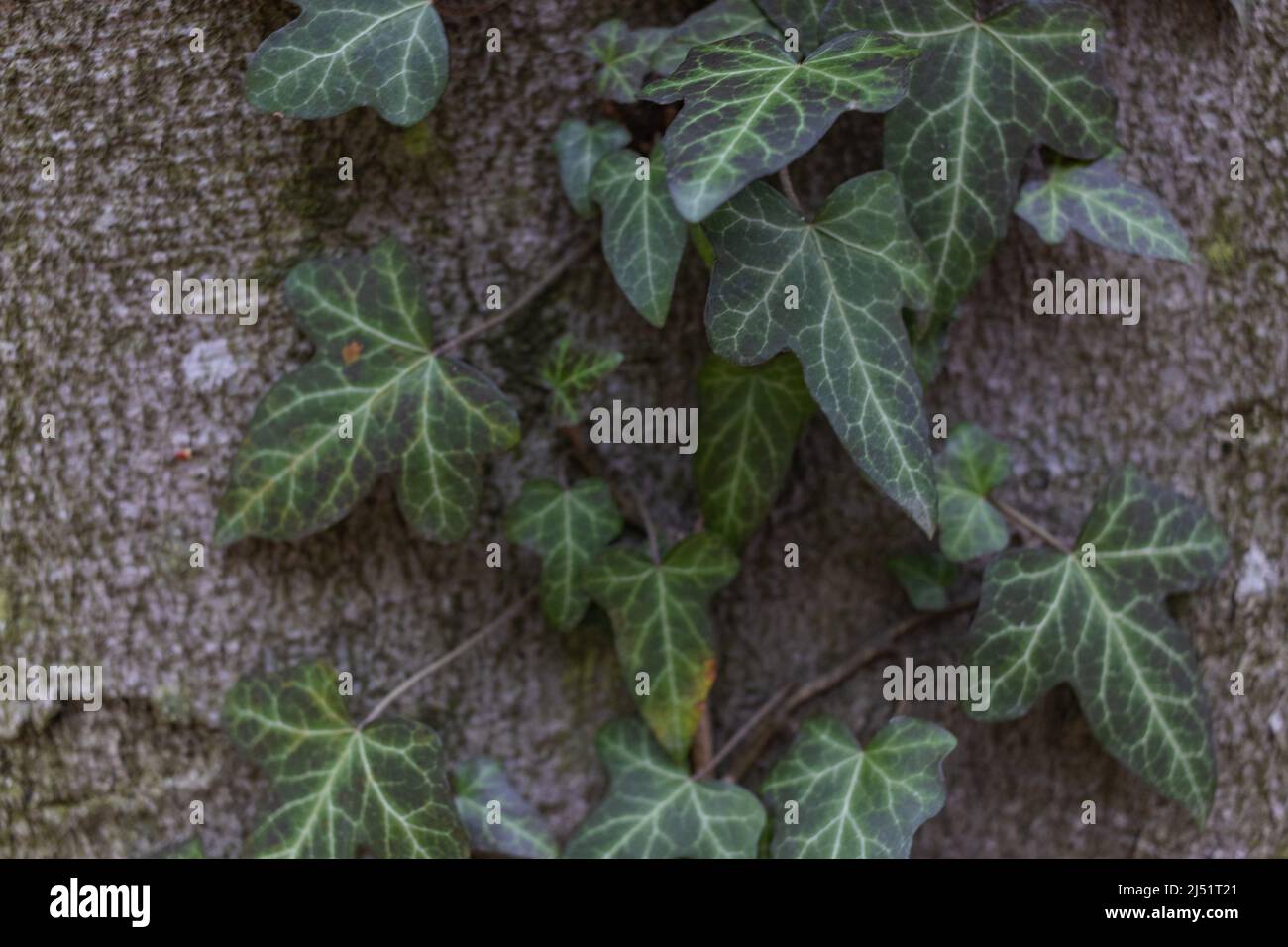 Ivy, Hedera Helix ou ivy européenne grimpant sur l'écorce d'un arbre. Gros plan Banque D'Images