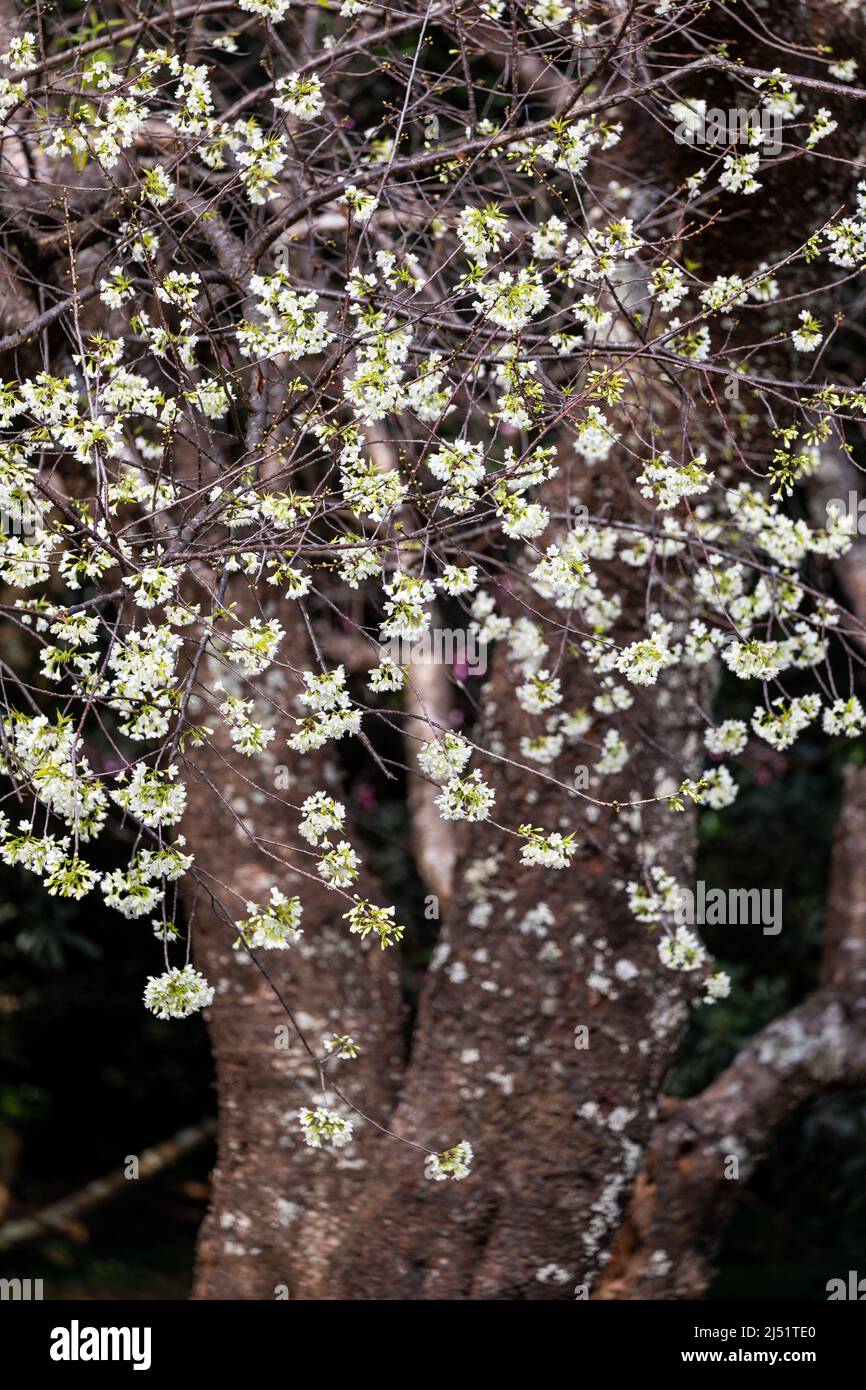 La cerise sauvage de l'himalaya jaune fleurit sur la branche avec un arrière-plan de forêt sombre floue en hiver. Banque D'Images