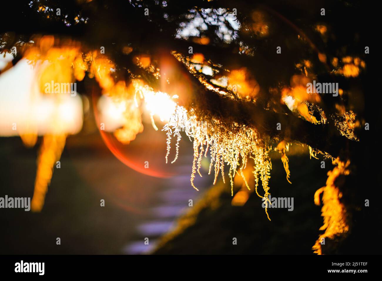 Scène naturelle de sélection de lichens silhouettés accrochent sur la branche d'arbre avec lumière du soleil orange sur le dos au coucher du soleil à l'intérieur de la forêt tropicale. Banque D'Images