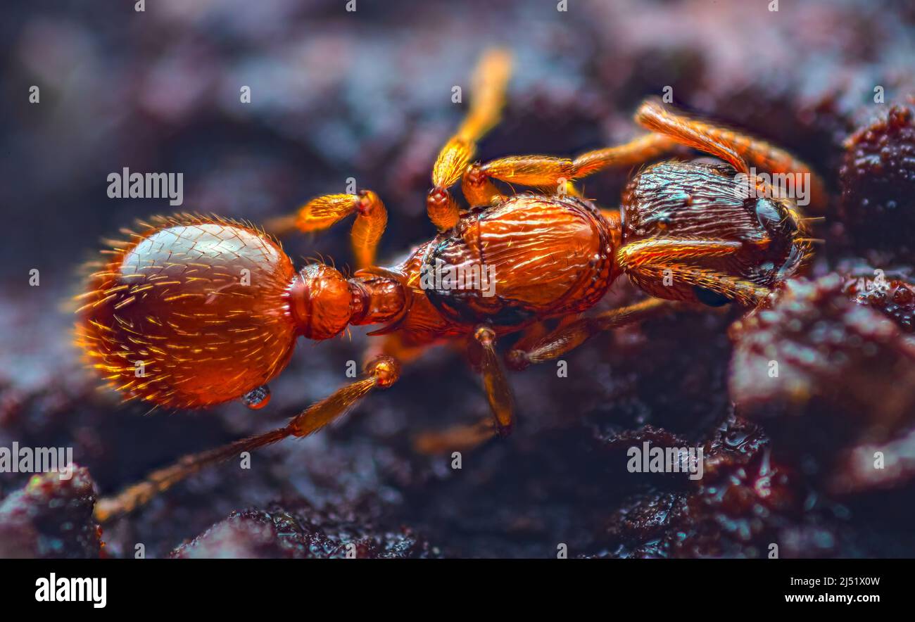 Myrmica rubra, également connu sous le nom de fourmi feu européen ou fourmi rouge commun, est une espèce de fourmi du genre Myrmica. Feu européen près de Myrmica rubra Banque D'Images