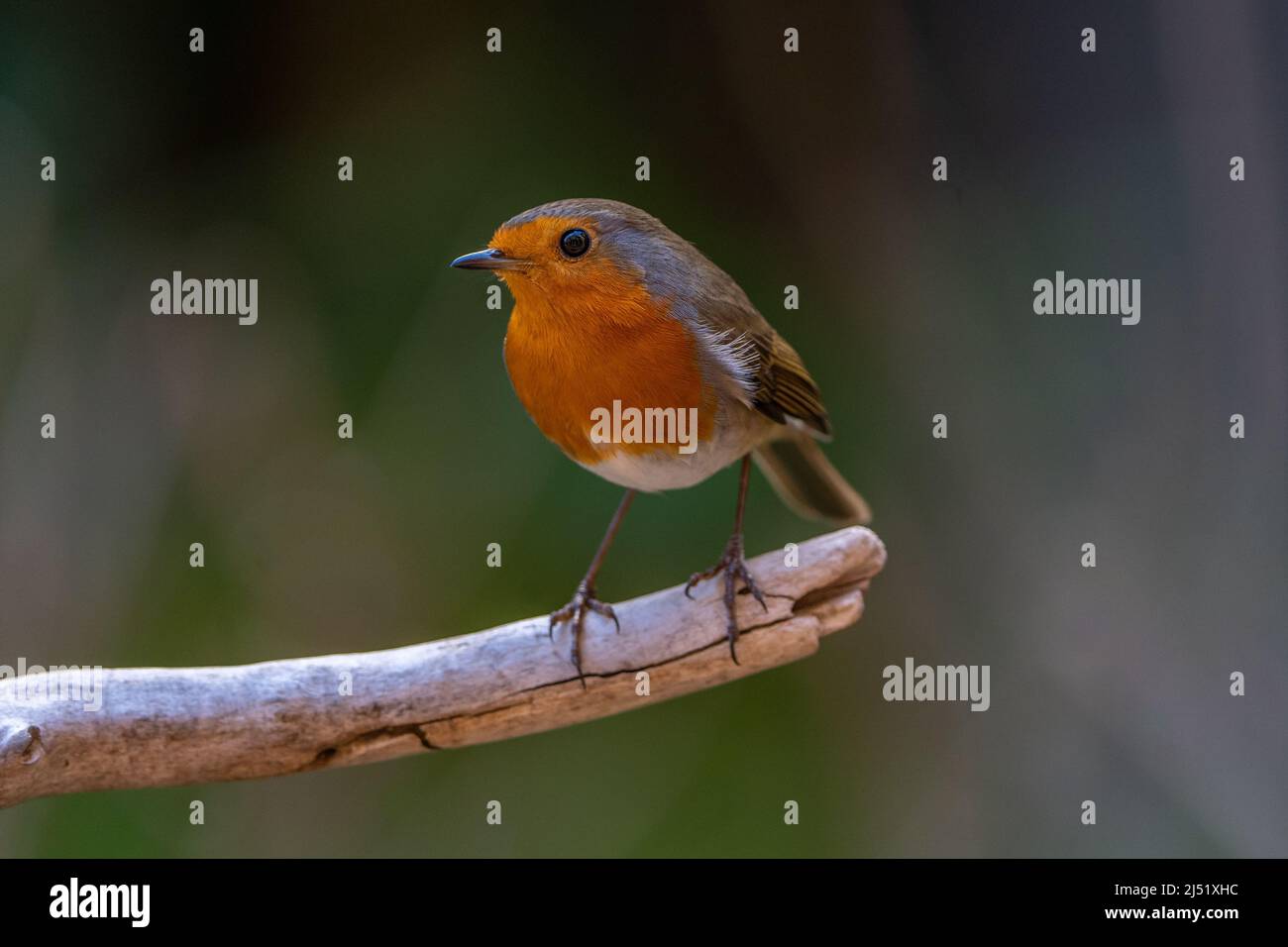 Redbreast (Erithacus rubecula aux abords ) Banque D'Images