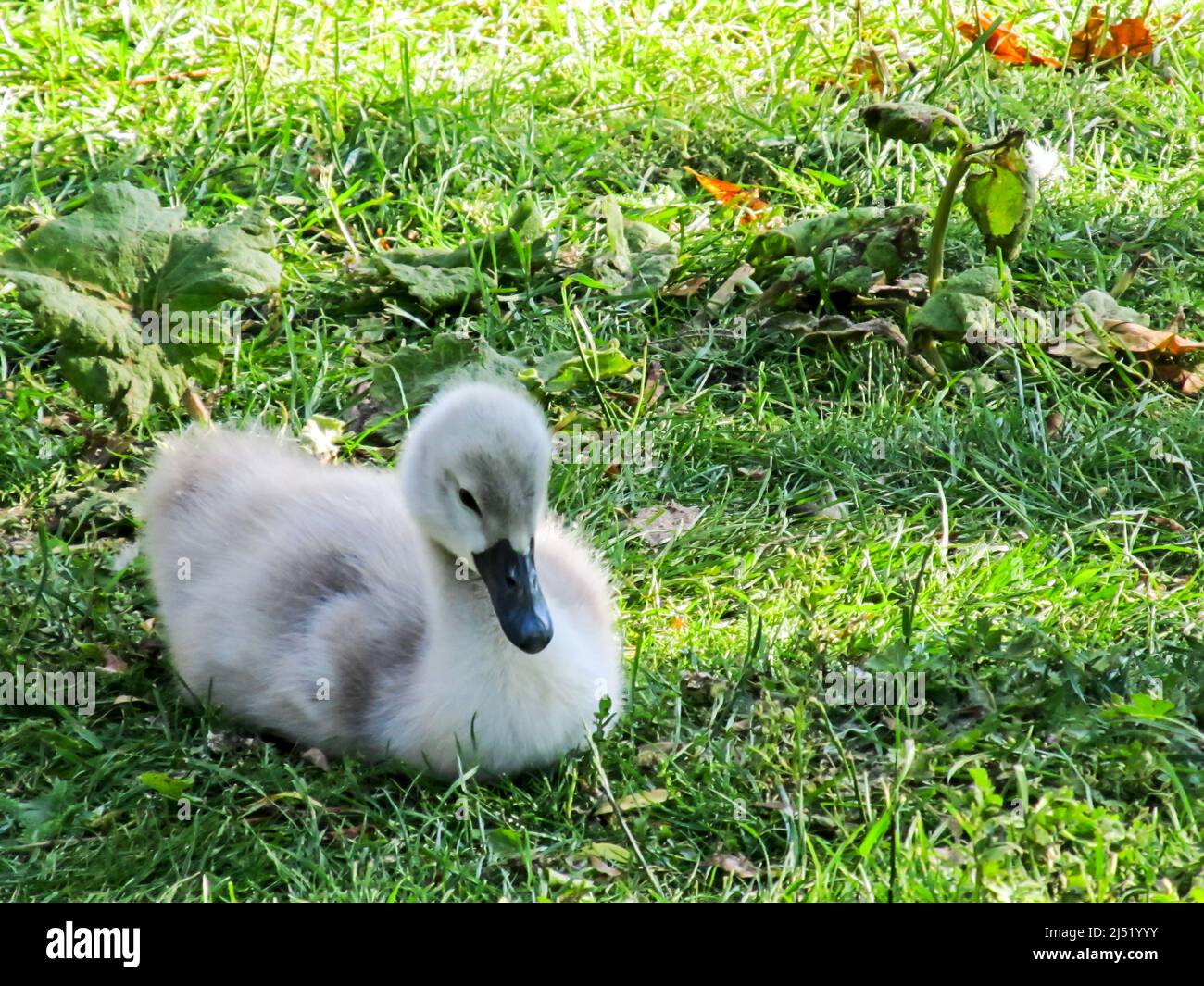 Un petit gris et moelleux, Mute Swan Chick (Cygnus Olor) sur une pelouse Banque D'Images