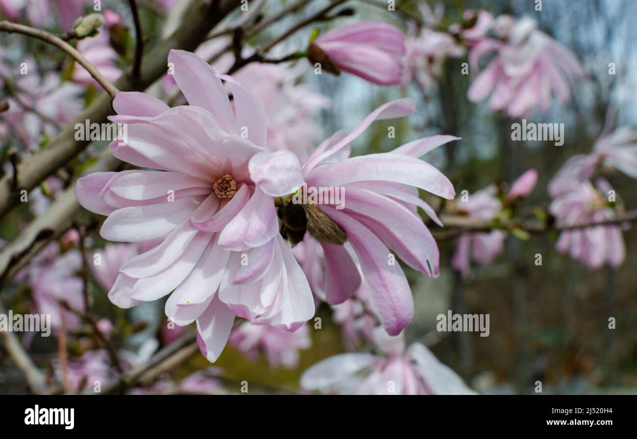 Magnolia stellata Shi-banchi rosea fleuris rose dans la botanique en Pologne Banque D'Images