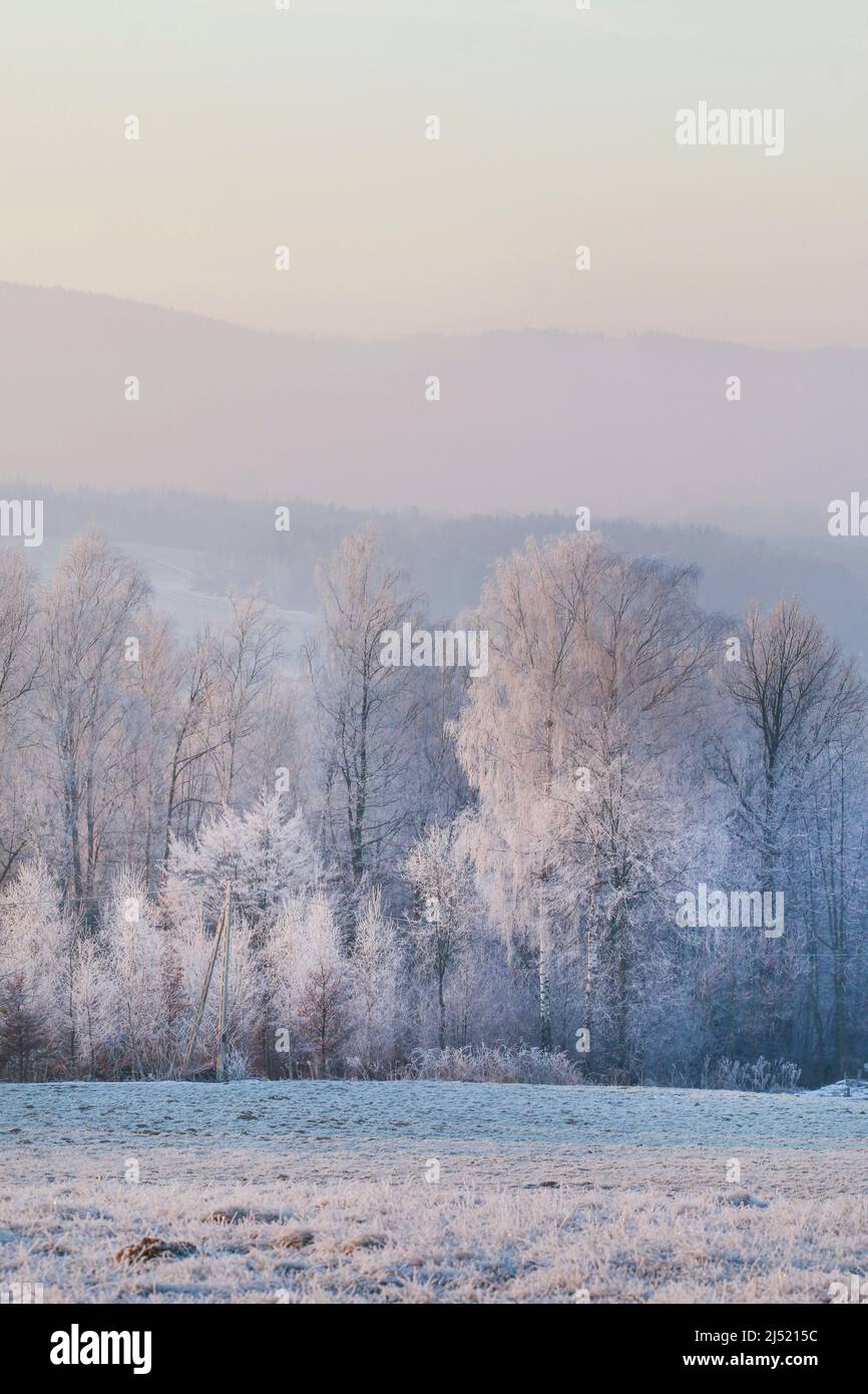 Arbres dépolis le matin dans la campagne. Belle journée d'hiver. Banque D'Images